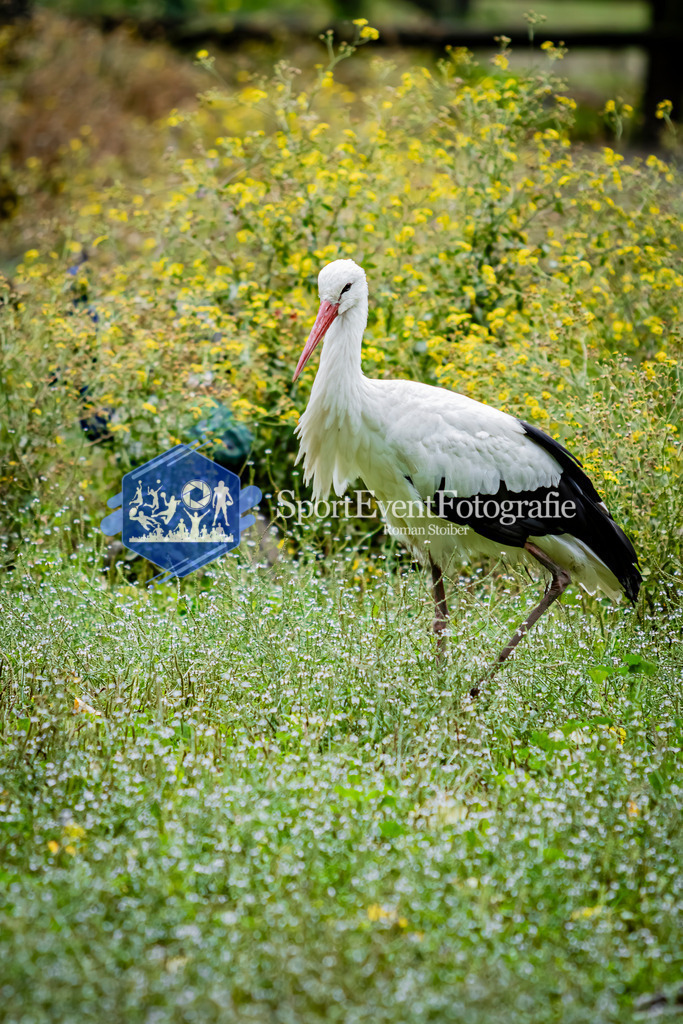 IMG_2832 | SportEventFotografie - Roman Stoiber