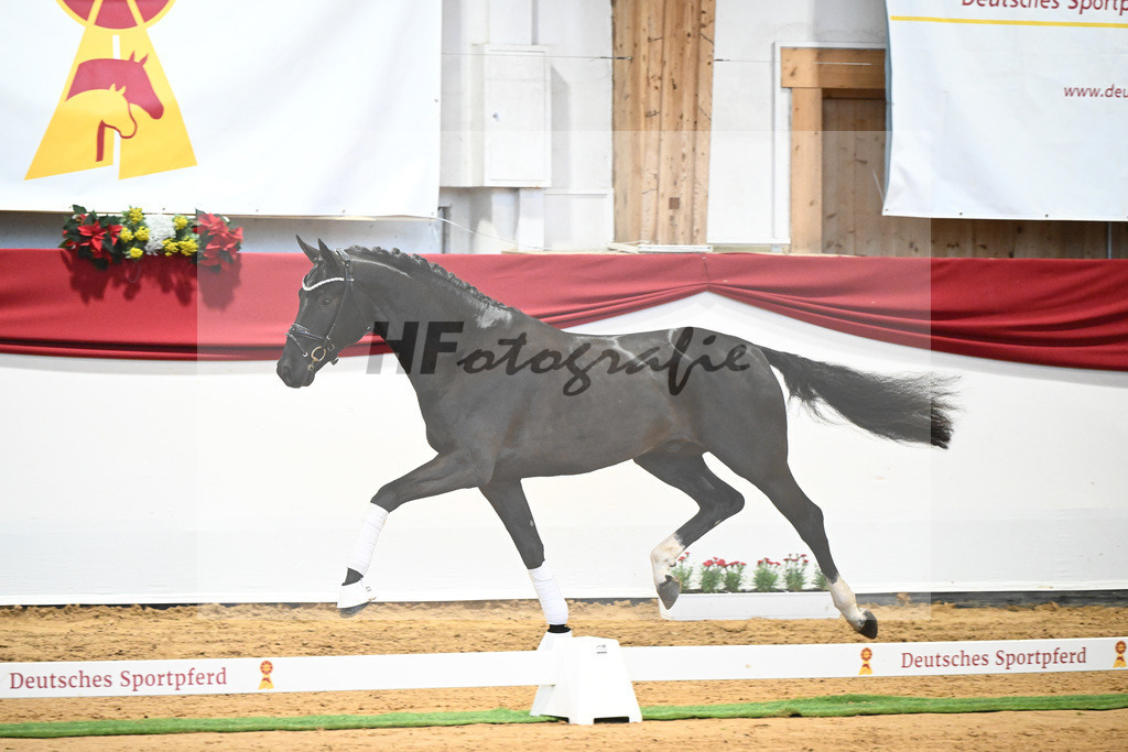 Kat-Nr. 49 Springbank II VH x Dante Weltino_Winklmaier_43232066 | hf-fotografie - Realisiert mit Pictrs.com