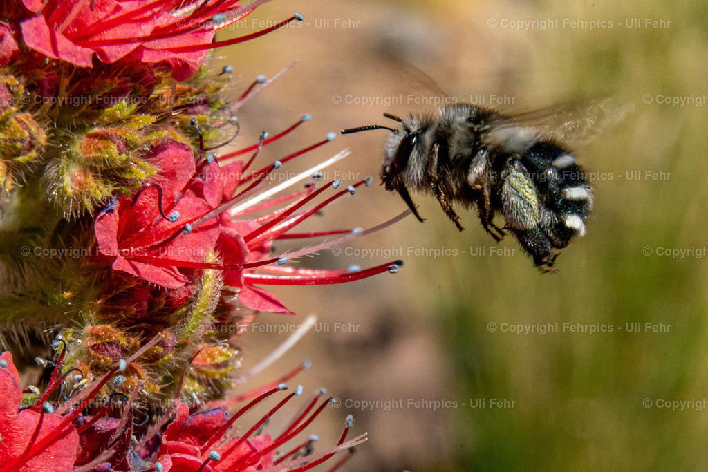 Bee at a Tajinaste Rojo | Fehrpics - hochwertige Fotoprodukte rund um Landschaft, Natur, Sterne & Milchstraße. - Realisiert mit Pictrs.com