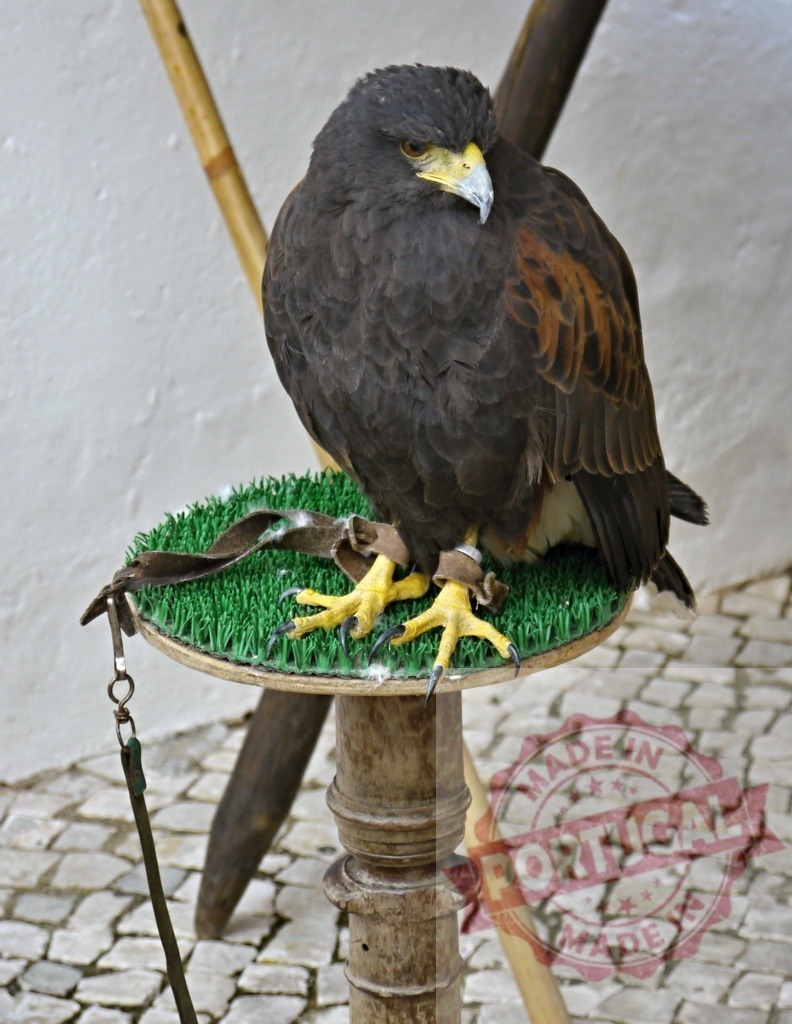 Harris's hawk bird of prey tethered on perch | Harris's hawk standing on a falconry perch with tethered jesses - Realisiert mit Pictrs.com