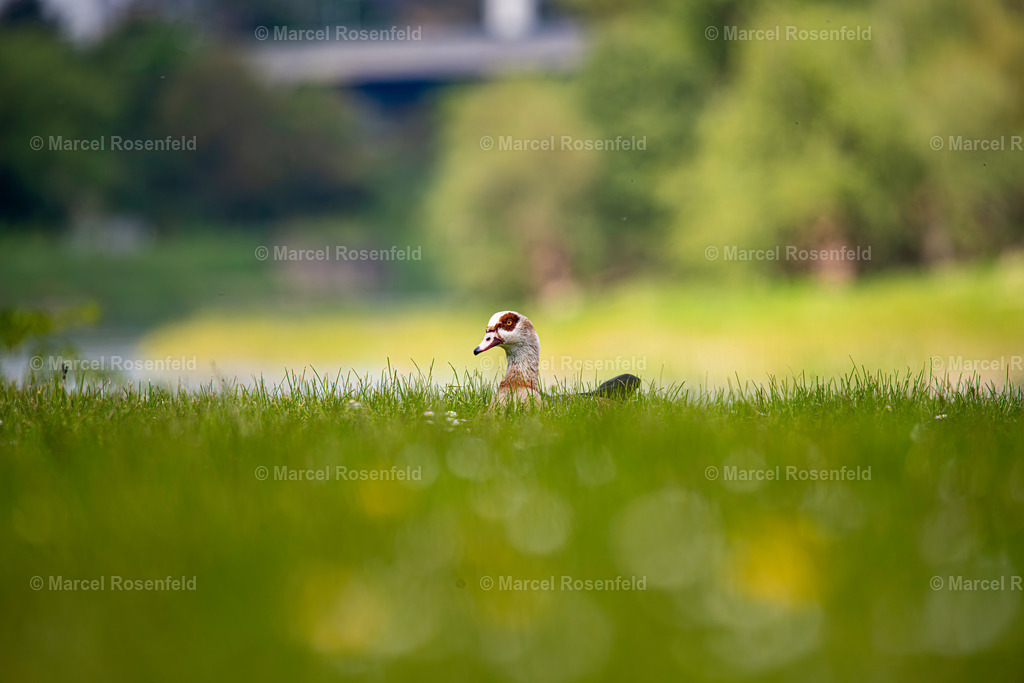 _DSC0399-Verbessert-RR | foto-rosenfeld