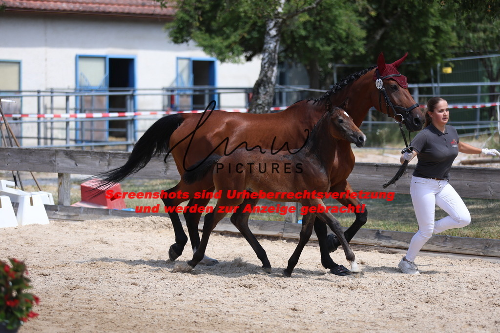 Fohlenschau_Schwäbisch_Hall_springbetonte_Fohlen_KN 26_10 | lmwpictures - Realisiert mit Pictrs.com