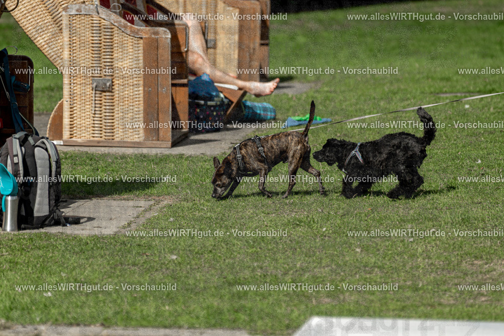 Hundeschwimmen_Volksbad_2026-allesWIRTHgut_Tierfotografie-2609061525-7R501510 | Professionelle Tierfotografie in Mönchengladbach von Daniel Wirth (allesWIRTHgut). Liebevolle & natürliche Bilder von Hunden & Katzen für unvergessliche Erinnerungen.