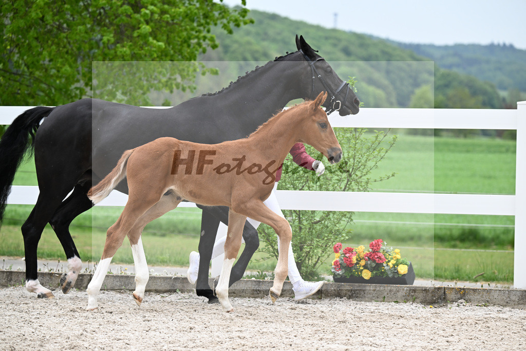Kat-Nr. 32 HF Erste Sahne x Fuerst Samarant_Kahl_23261100 | hf-fotografie - Realisiert mit Pictrs.com