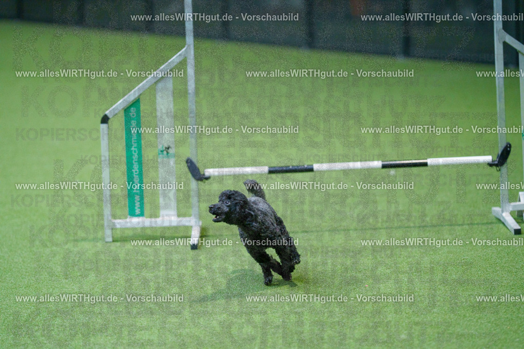 @allesWIRTHgut_Tierfotografie - www.allesWIRTHgut.de - 2604251010-7R509746 | Professionelle Tierfotografie in Mönchengladbach von Daniel Wirth (allesWIRTHgut). Liebevolle & natürliche Bilder von Hunden & Katzen für unvergessliche Erinnerungen.