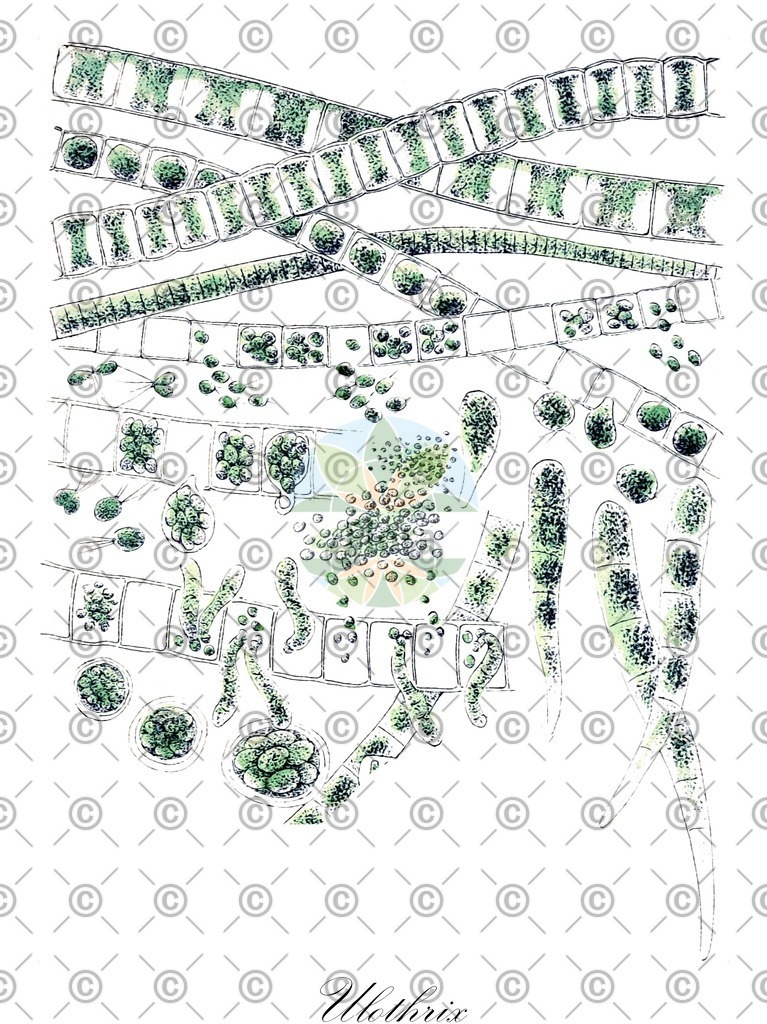 HistAbb_84Q9_306_ENZY_Simple | Historische Abbildung von Ulothrix - Ulotrichaceae (0) | Historical Illustration of Ulothrix - Ulotrichaceae (0)