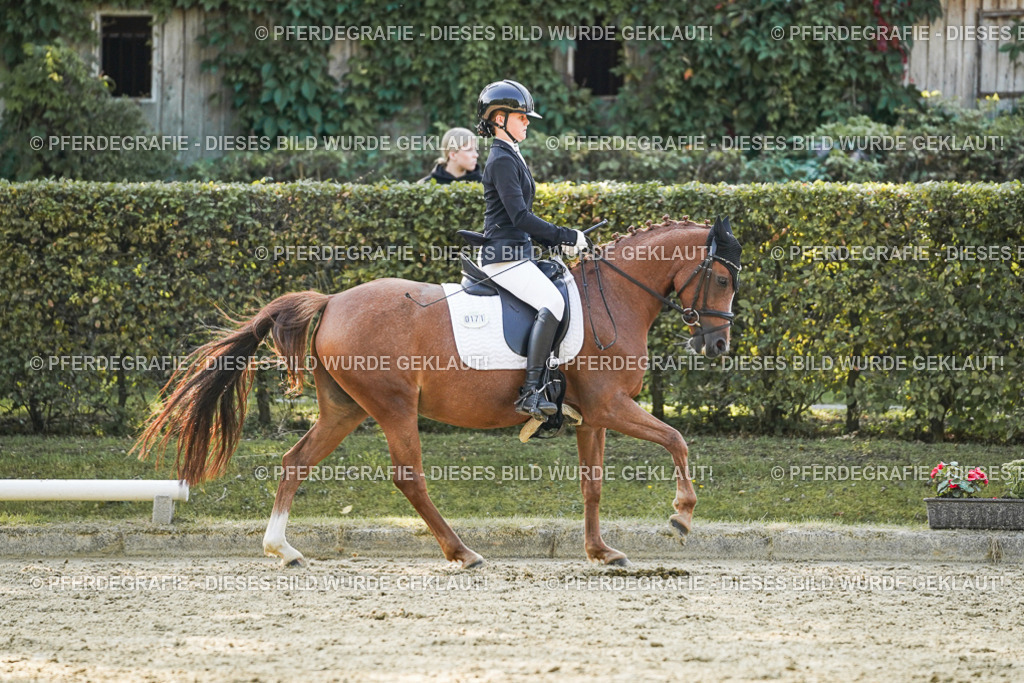 DSC06113 | Pferdegrafie