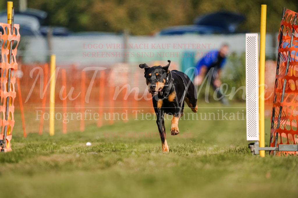 20250928_Hunderennen-389 | MuT (Mensch und Tier) mit Mona - Fotografie und Tierkommunikation - Realisiert mit Pictrs.com