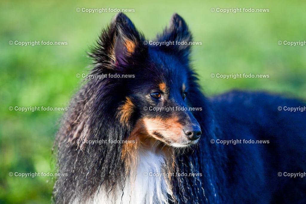Hunde_ 09.10.2022-15 | 09.10.2022, Linz, AUT, Hund, Hunde, Themenbild, im Bild Hund, Hunde, spazieren, Freilaufzone, Spazierweg, Arrigo und Luigi