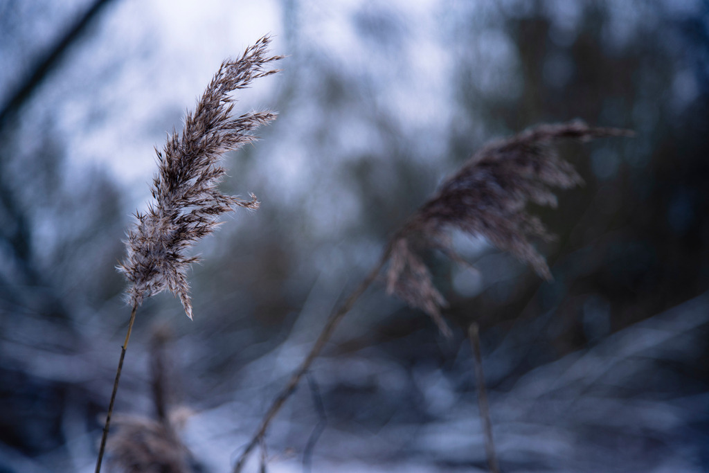 Winterwald Großflöte | Winterliches Schilf in Großflöte bei Wismar - Realisiert mit Pictrs.com