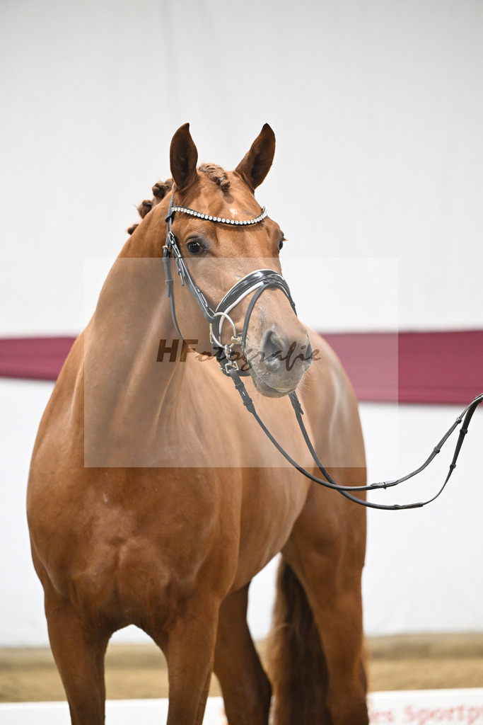 Kat-Nr. 134 Vitalis x Millennium_PBM Pfefferle GmbH_47254536 | hf-fotografie - Realisiert mit Pictrs.com