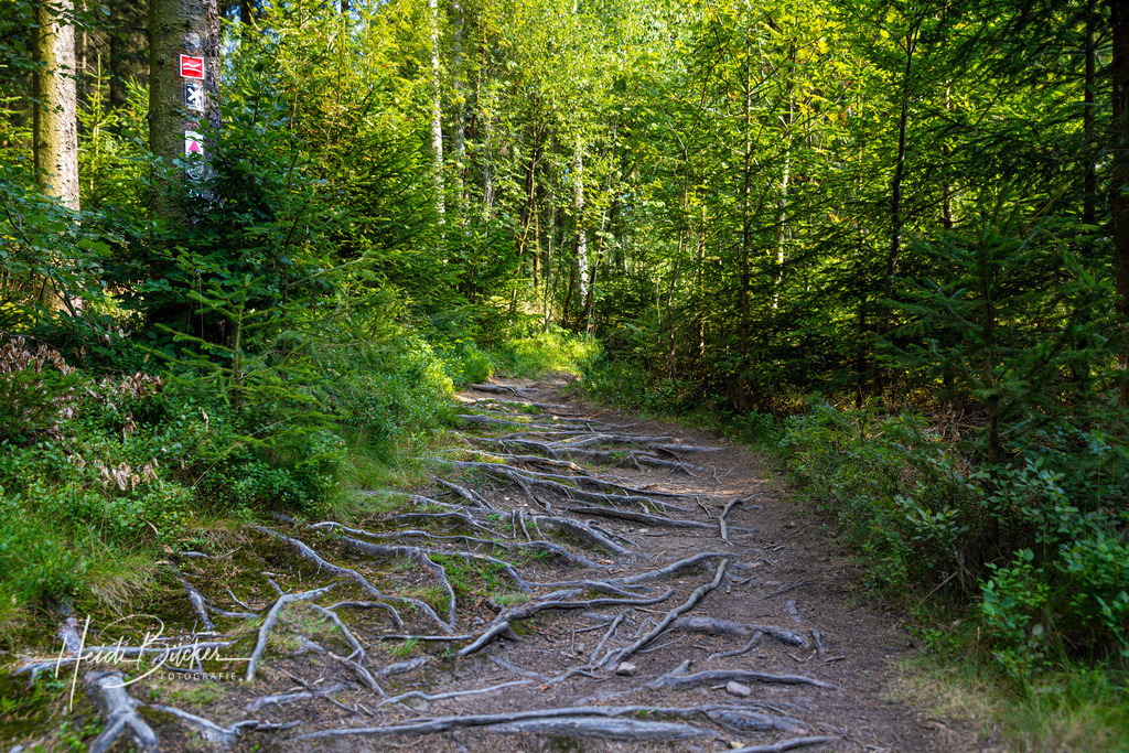 Wurzelpfad am Rothaarsteig | Wurzelpfad am Rothaarsteig im Wald bei Niedersfeld - Realisiert mit Pictrs.com