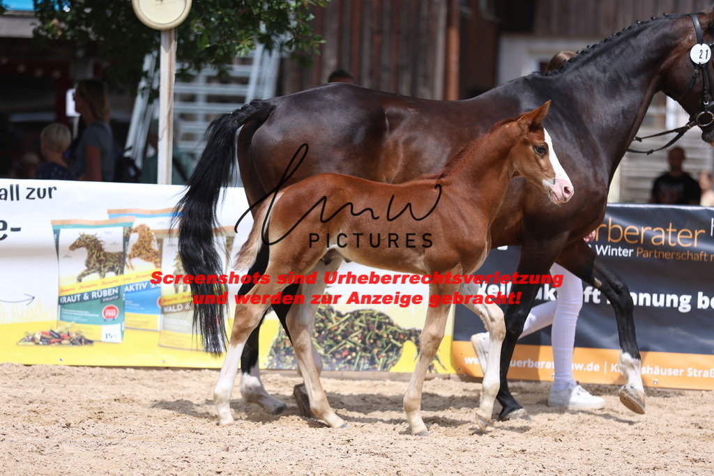 Fohlenschau_Schwäbisch_Hall_springbetonte_Fohlen_KN 21_14 | lmwpictures - Realisiert mit Pictrs.com