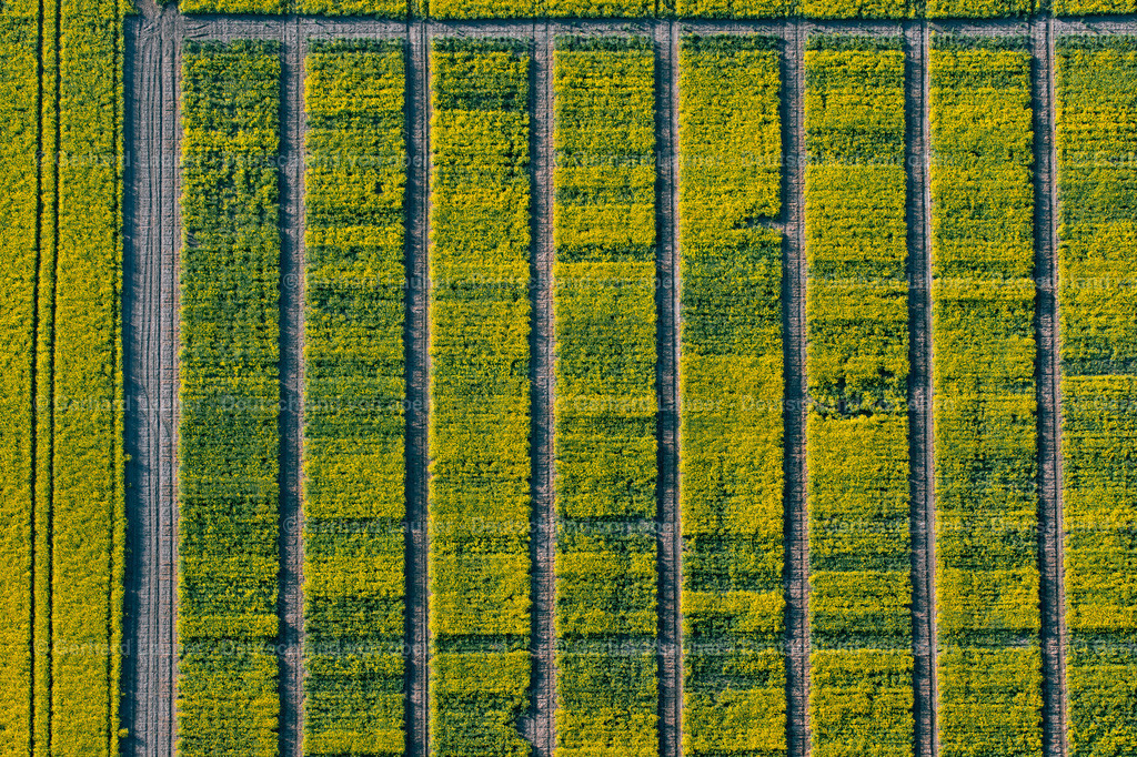 4026149 | GISPERSLEBEN 06.05.2020 Senkrecht- Luftbild aus der Satelliten- Perspektive vom Feld- Landschaft gelb blühender Raps- Blüten in Gispersleben im Bundesland Thüringen, Deutschland. // Vertical aerial view from the satellite perspective of the field landscape yellow flowering rapeseed flowers in Gispersleben in the state Thuringia, Germany. Foto: Gerhard Launer