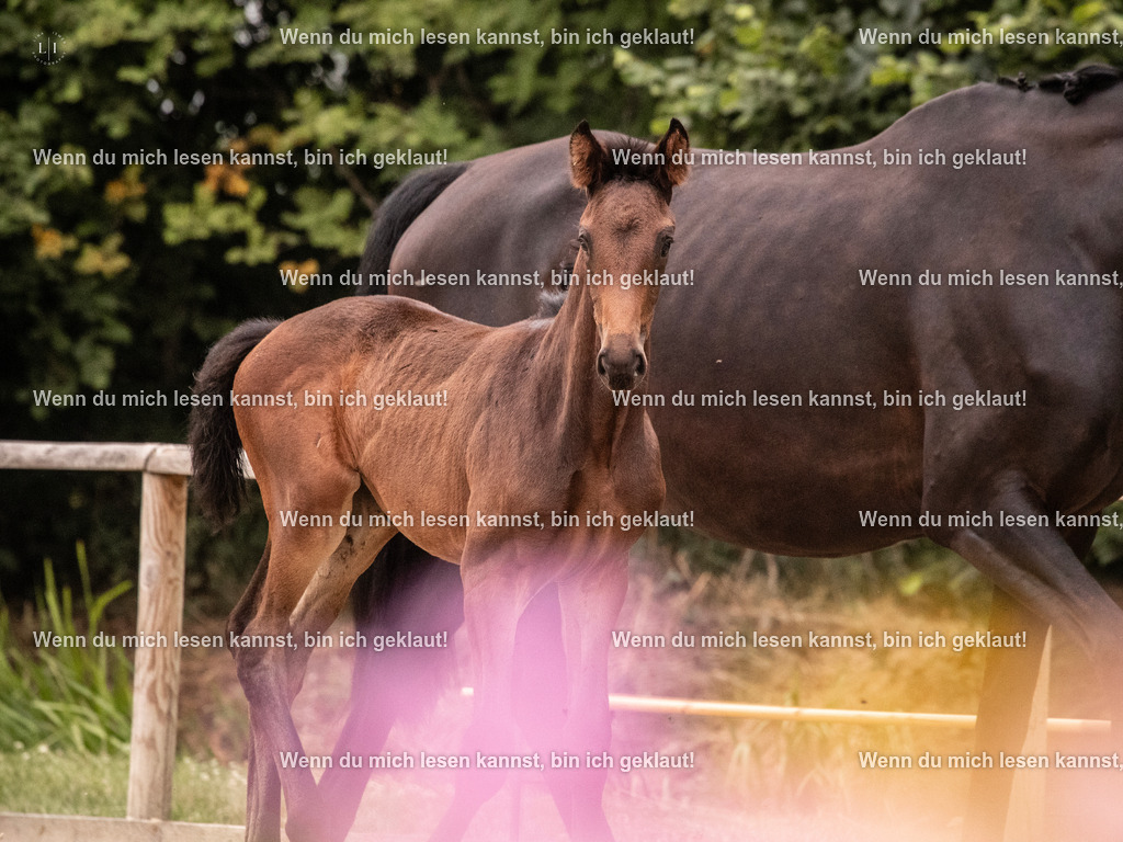 A10I6019 | photographylinaismer - Realisiert mit Pictrs.com