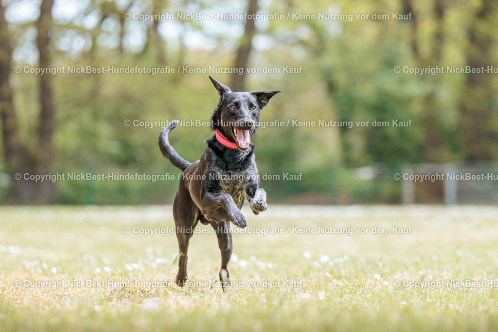 Sage Hunderennen Frühlingsfest-2026-Nickbest-Hundefotografie-0462 | Dein Hund! Dein Moment! Deine Erinnerungen! Hundefotografie in Bremen Blumenthal. Ich fange die besonderen Momente deines Vierbeiners ein – ob Indoor mit Blitzanlage oder in der freien Natur. Sicher dir dein Moment und dein Termin für eure Erinnerungen.