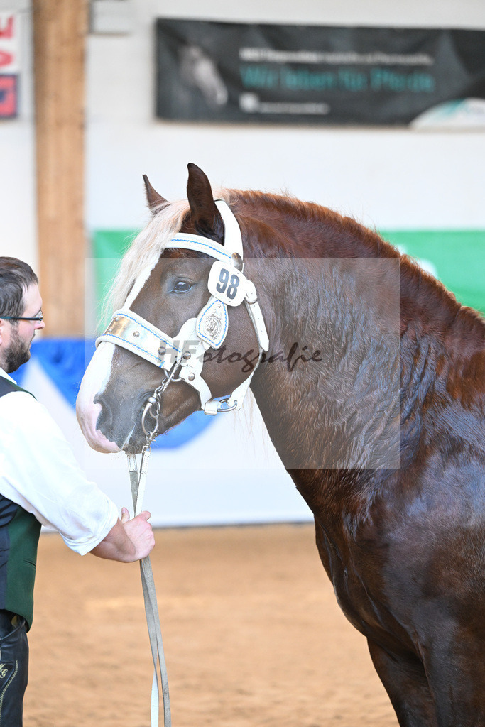 Kat-Nr. 98 Valegro_Oltmanns_53220641 | hf-fotografie - Realisiert mit Pictrs.com