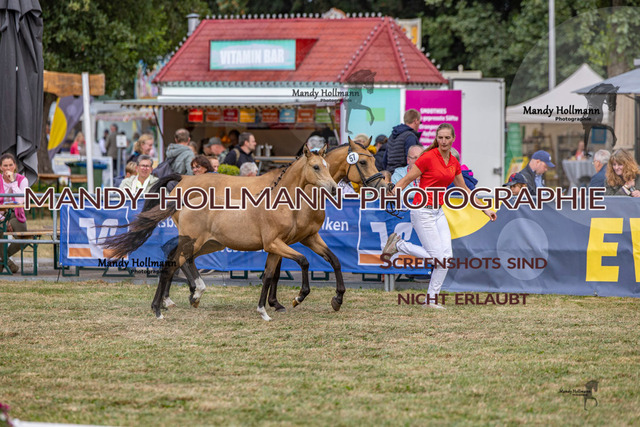 LTN 2 (883 von 1981) | mandyhollmannphotographie