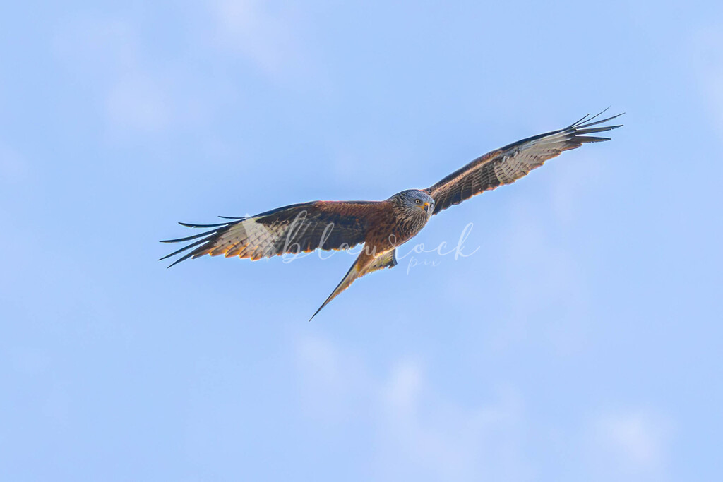 CN12--19 | Sportbilder, Sportfotograf, Hochzeits- und Eventfotografin, Flugshows, Portraits und Tiershooting, Aviation, Downhill, Nationalleague, Swissleague, International