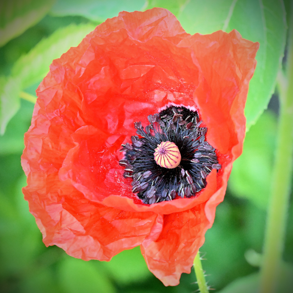 Klatschmohn02q-9 | lucisnaturbilder - Realisiert mit Pictrs.com