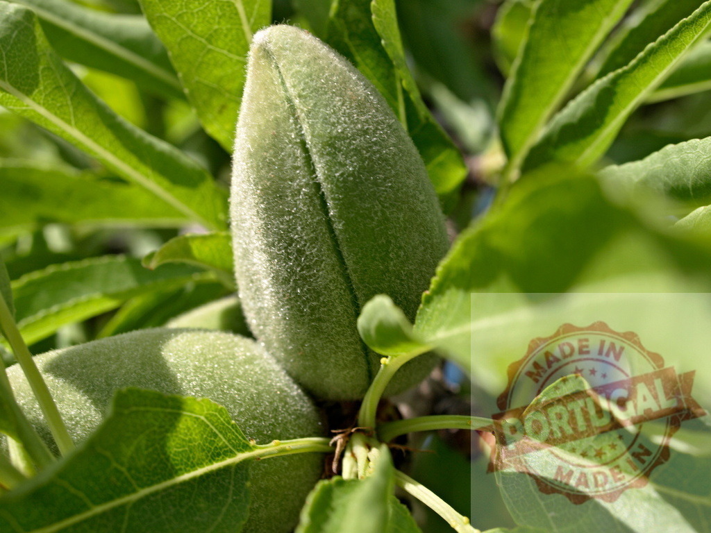 Young green almond growing on tree branch | Young green almond fruit with fuzzy skin and leaves growing on a tree branch - Realized with Pictrs.com