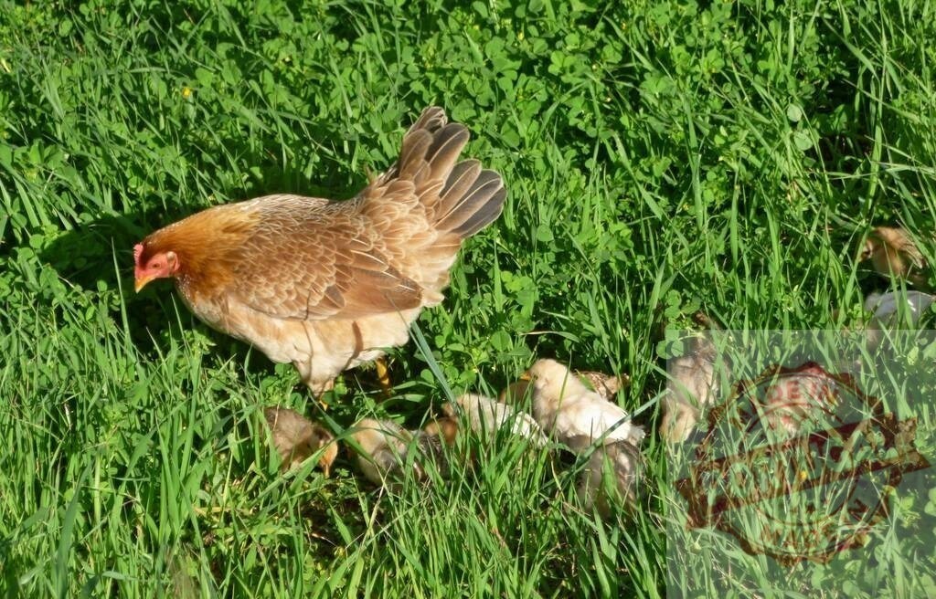 Hen and baby chicks walking in green grass | Mother hen leading her chicks across a vibrant green pasture - Realized with Pictrs.com