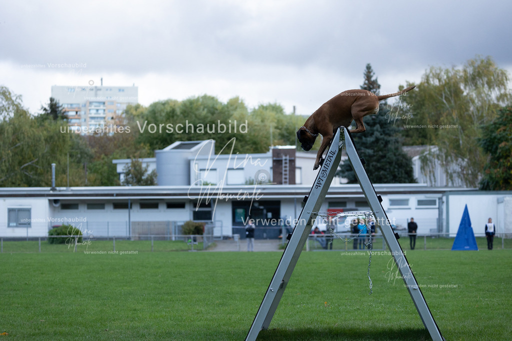 _16A4763 | Einzigartige Fotos von Hunden & Menschen –Actionfotos, Portraits, Vereinsaufnahmen & Paarshootings – authentisch, lebendig & mit Herz.