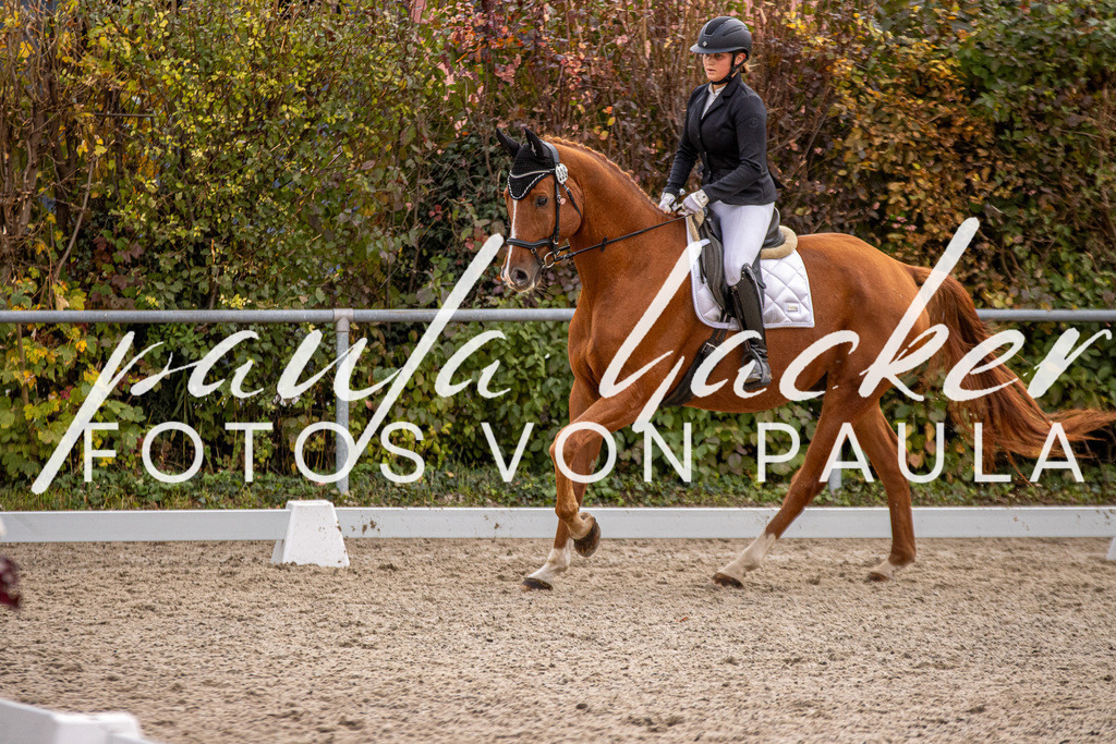 IMG_3029 | Erleben Sie dynamische Sport- und emotionale Tierfotografie in Süddeutschland mit Fotos von Paula. Spezialisiert auf Pferde- und Hundefotografie sowie Sportevents. Kontaktieren Sie mich für einzigartige und ausdrucksstarke Bilder Ihrer besonderen Momente.