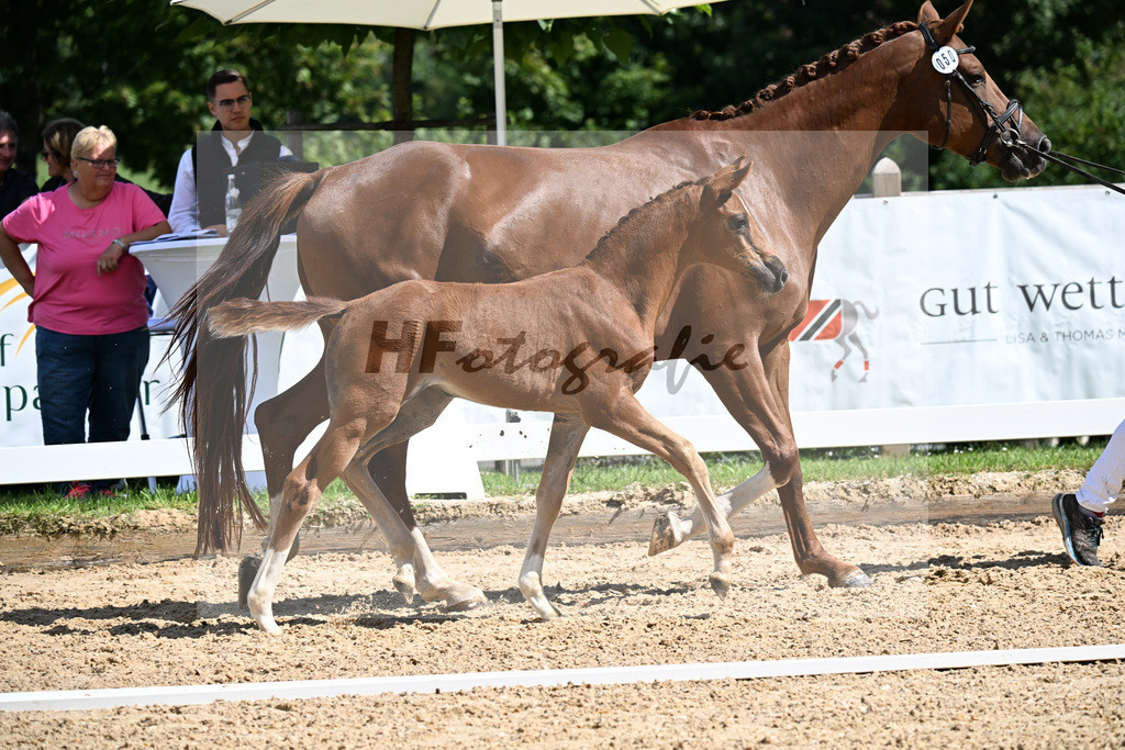 Kat-Nr. 50 Va Bene x Filou_SF_Kopp_29251455 | hf-fotografie - Realizzato con Pictrs.com