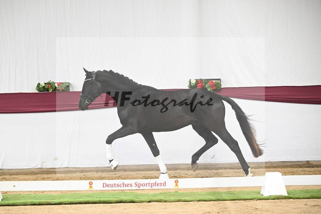 Kat-Nr. 110 Fanegro x Bon Coeur_ZG Schulze-Averdiek_47253495 | hf-fotografie - Realisiert mit Pictrs.com