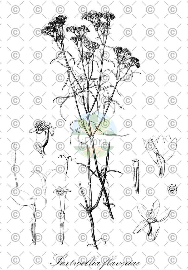 HistAbb_wfo-0000897160_1_ENZY_Simple | Historische Abbildung von Sartwellia flaveriae - Asteraceae | Historical Illustration of Sartwellia flaveriae - Asteraceae