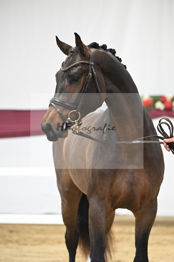 Kat-Nr. 6 Conthargos x Cornet Obolensky_Paul Scheuerer_47250116 | hf-fotografie - Realisiert mit Pictrs.com