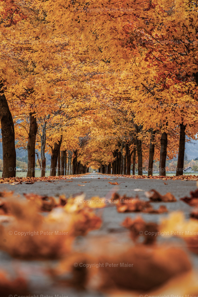 Alee_Obervellach_Herbst-29-Bearbeitet | piet_flosse