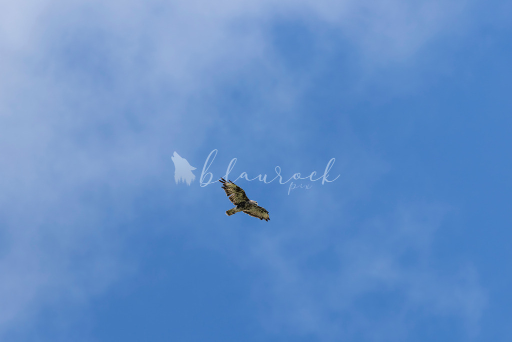 _01A5986 | Sportbilder, Sportfotograf, Hochzeits- und Eventfotografin, Flugshows, Portraits und Tiershooting, Aviation, Downhill, Nationalleague, Swissleague, International