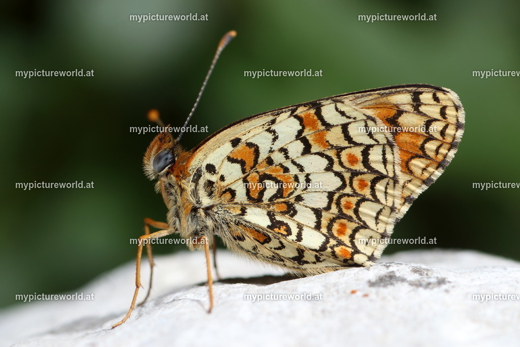 Melitaea phoebe-013 | Das Bilderarchiv über Tiere, Planzen und Landschaften. In der Bilddatenbank finden Sie ein große Auswahl an hochwertigen Bilder für Ihre Werbung - Realisiert mit Pictrs.com