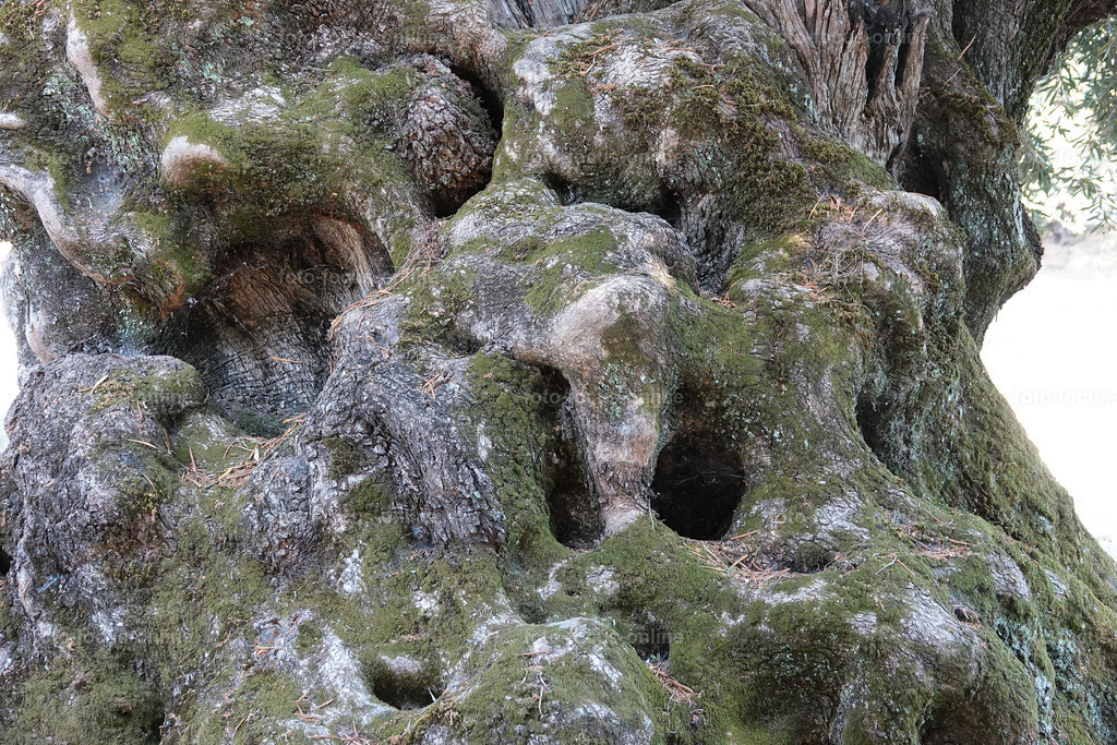 Stories of the Ancient Olive Trees | Ancient Olive Trees