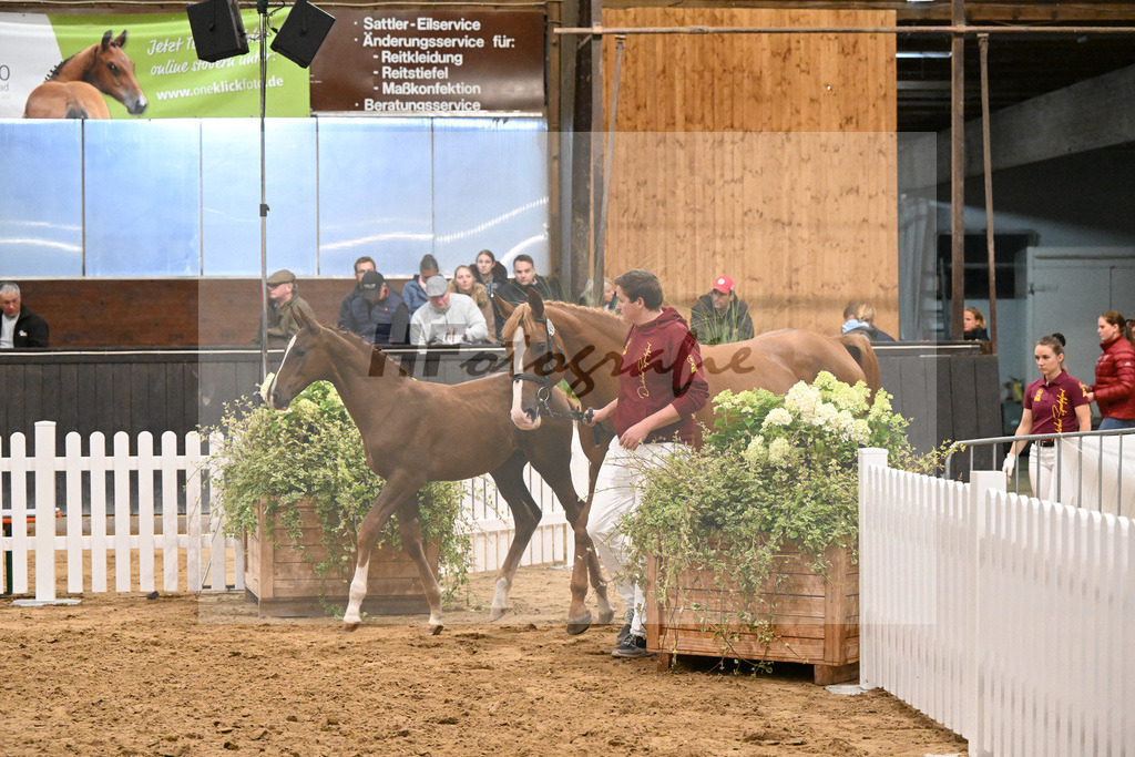 Fohlenauktion Next Chance_49220507 | hf-fotografie - Realisiert mit Pictrs.com