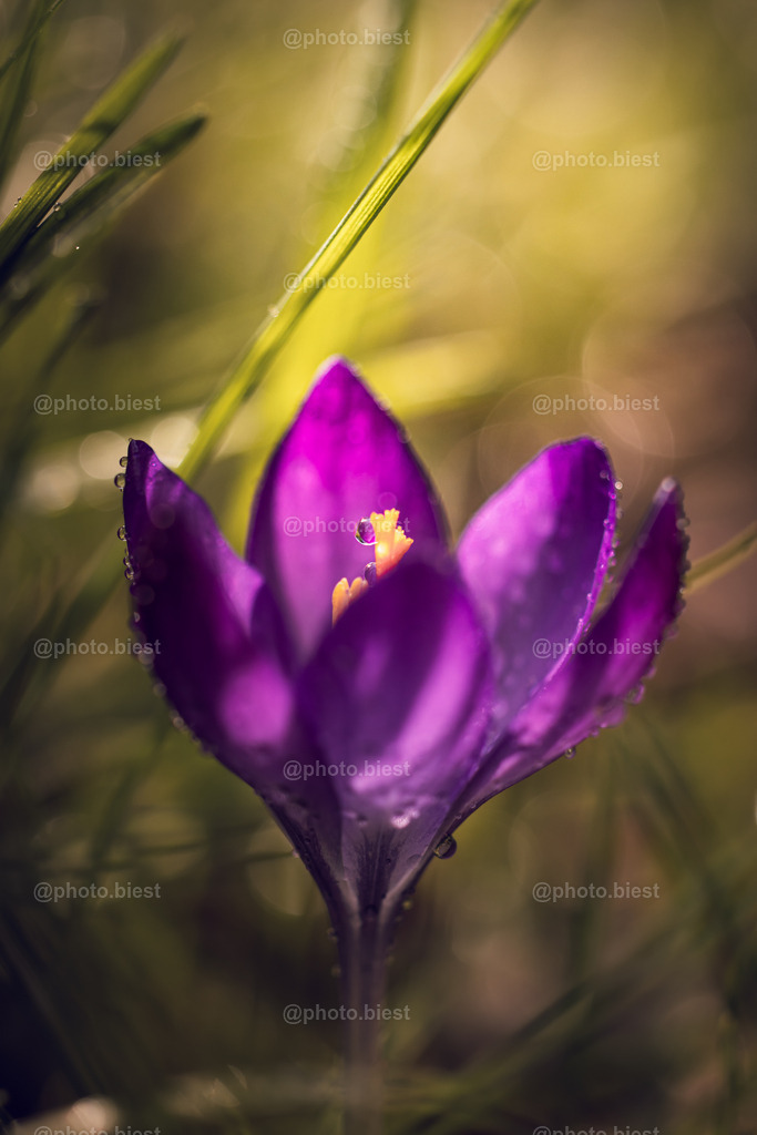 Korkusdetails | Offene Blüte mit Tropfen. - Realisiert mit Pictrs.com
