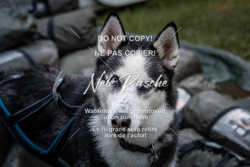 nelerasche_SaAbends_401 | nelerasche