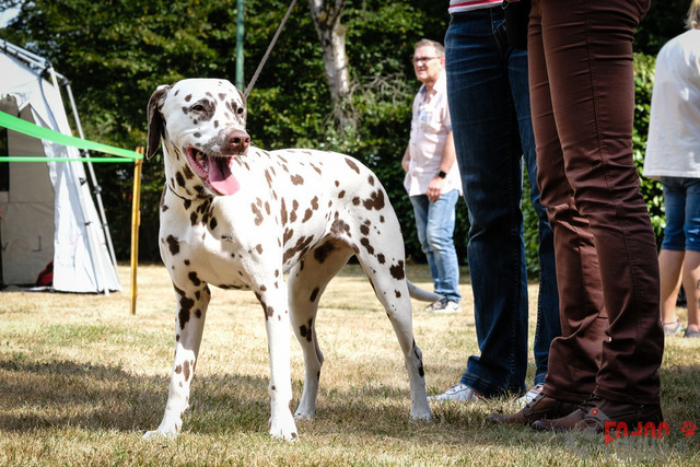Dalmatiner Hilden | Dalmatiner, Regionalgruppenausstellung Regio West Hilden. Richterin Sivia Weber-Martegani.  in Hilden  03.09.2022 Foto: Leo Wyden
