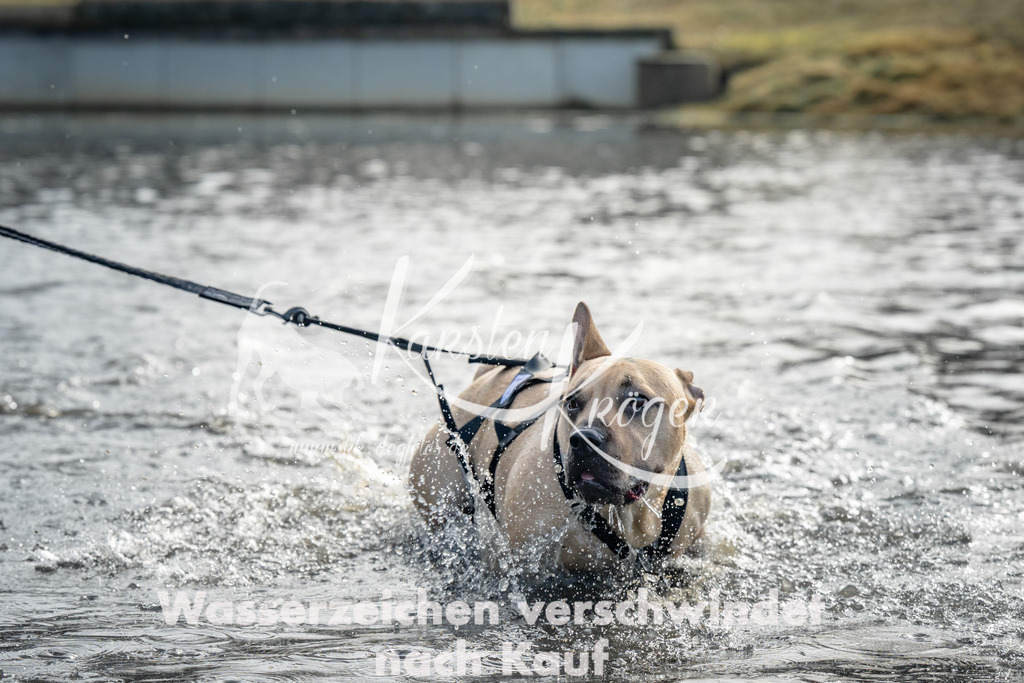 0959_ZZ95196 | kk-dogfotos