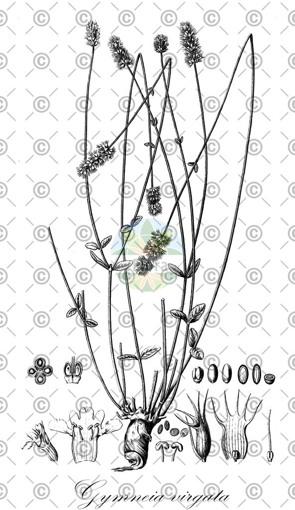 HistAbb_wfo-0000712464_2_ENZY_Simple | Historische Abbildung von Gymneia virgata - Lamiaceae | Historical Illustration of Gymneia virgata - Lamiaceae