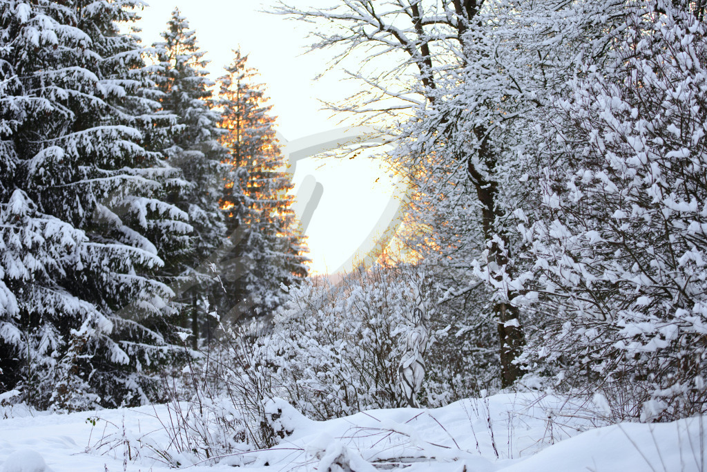 NatureArt-SNOWSOLLING_164437b | Schneefrau im Unterholz | #013 | Modell: Darky | Foto: Carsten Dauer - Realisiert mit Pictrs.com