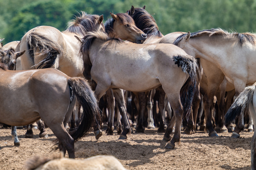 Dülmener Wildpferde | Die schönsten Bilder für Ihre Räume online bestellen! In unseren Bildergalerien findet Sie alles was es für Ihre Räume braucht. Lassen Sie sich überraschen ☺️ - Realisiert mit Pictrs.com