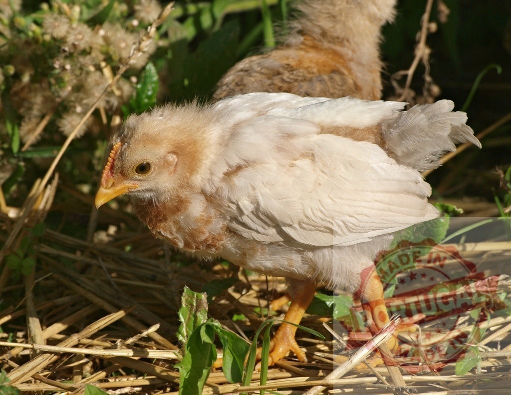 Young chick walking on straw in rural farm setting | Chick walking on straw, displaying natural beauty in a farm environment - Realized with Pictrs.com