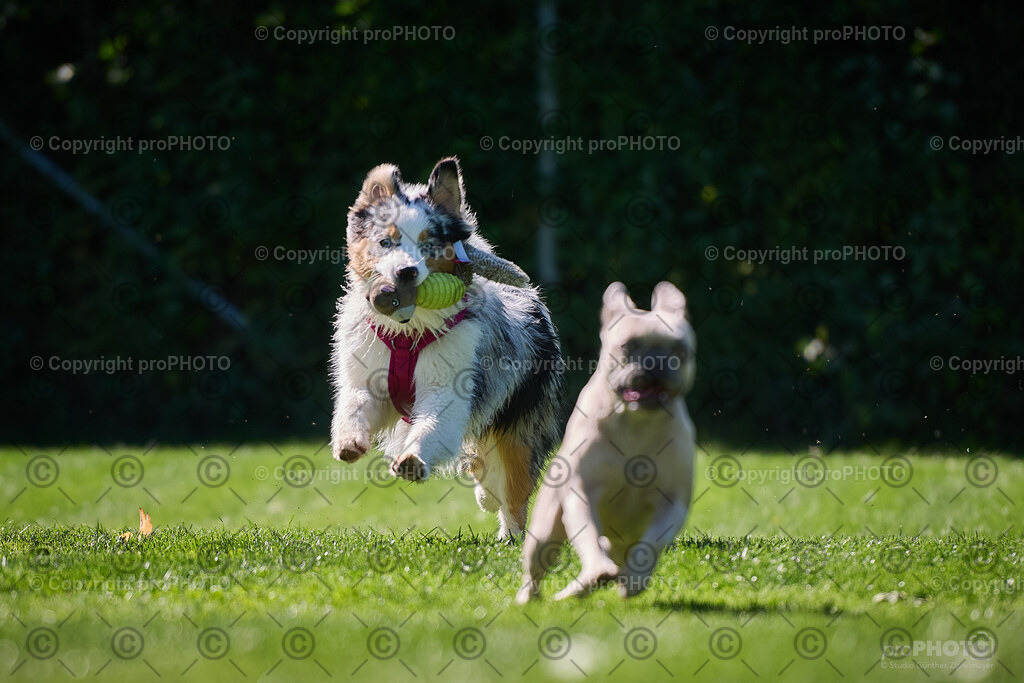187_202509_4Hundebadetag_NZ9_2734 | proPHOTO - Realisiert mit Pictrs.com
