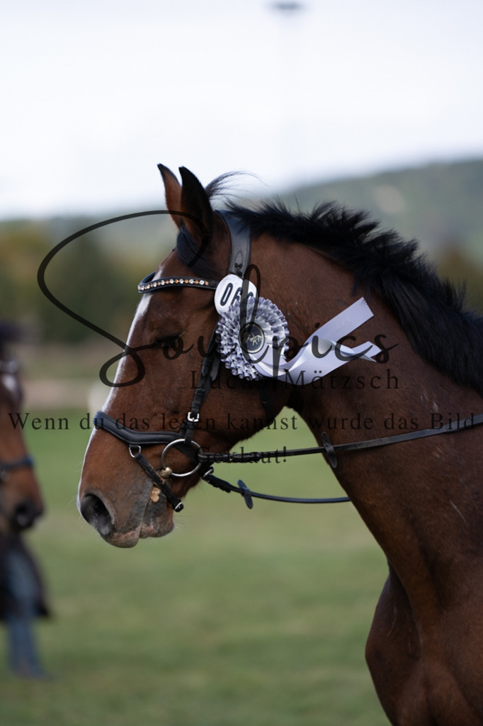 A7V06594 | Pferdefotograf