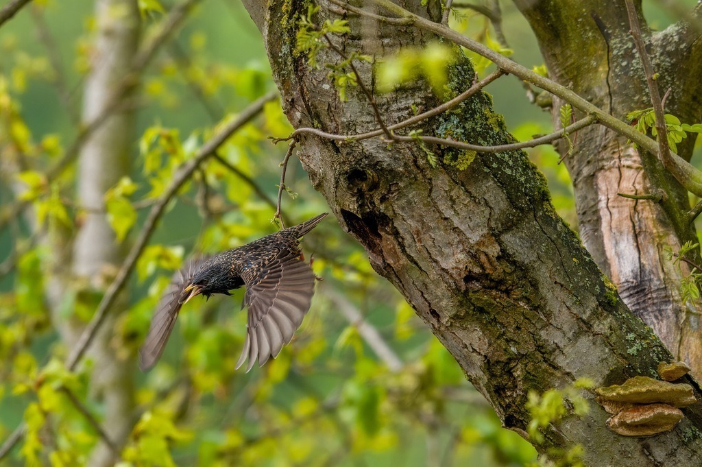 Star und sein Nest im Baum | Abflug aus der Nisthöhle. - Realisiert mit Pictrs.com