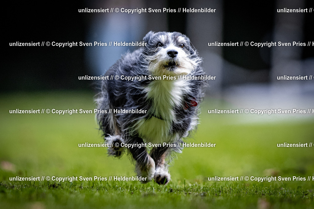 Sven Pries | 2025-10-03 - Hunderennen Obergrombach - Realisiert mit Pictrs.com