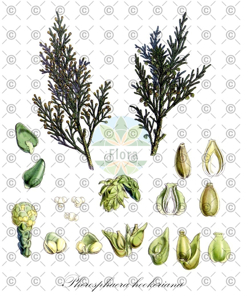 HistAbb_EMP_23160_8_FloraD_Simple | Historische Abbildung von Pherosphaera hookeriana - Podocarpaceae | Historical Illustration of Pherosphaera hookeriana - Podocarpaceae